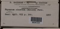 Physarum cinereum image